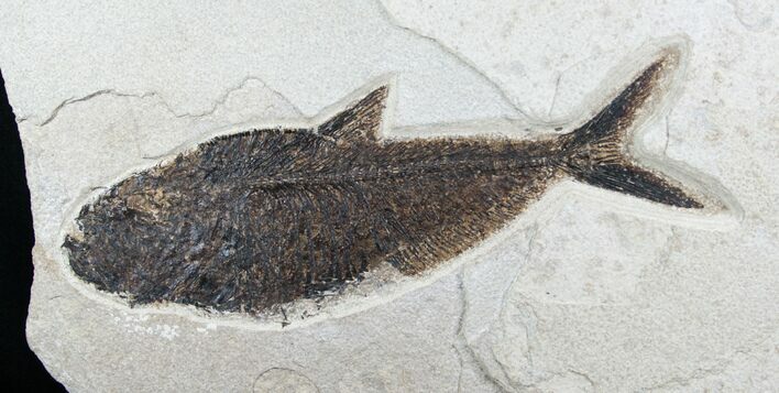 Large Diplomystus Fish Fossil #6028
